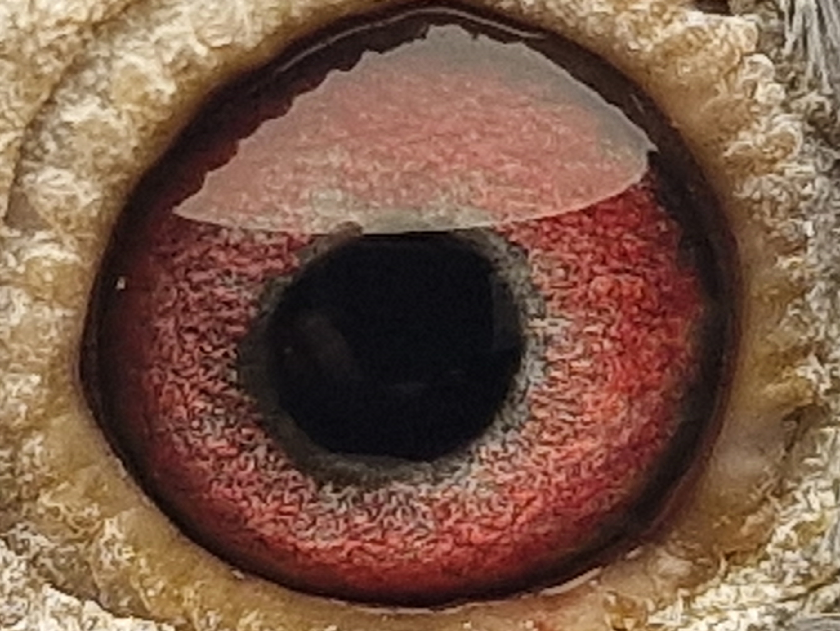 Pigeon eye